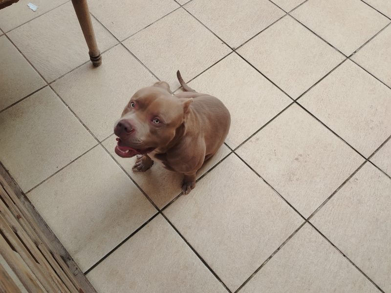 Zeus (Adoção Urgente)