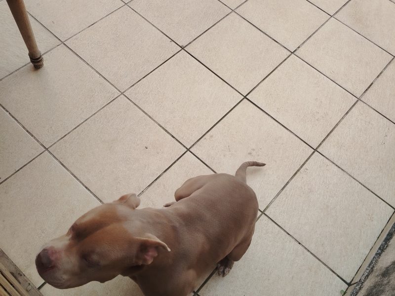 Zeus (Adoção Urgente)