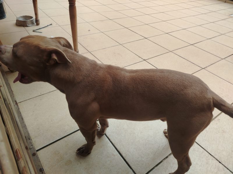 Zeus (Adoção Urgente)