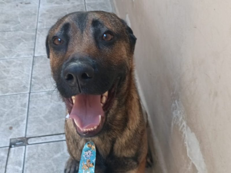 Zuma (Adoção Urgente)