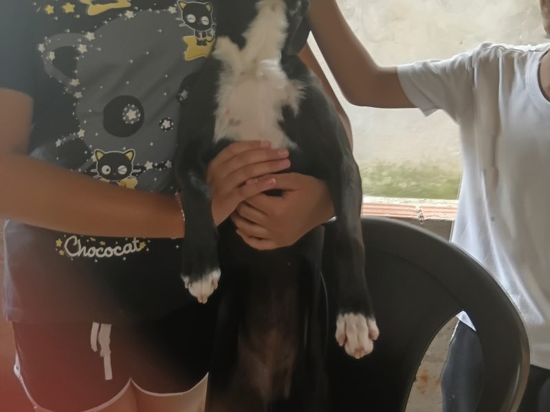 Nescau (Adoção Urgente)