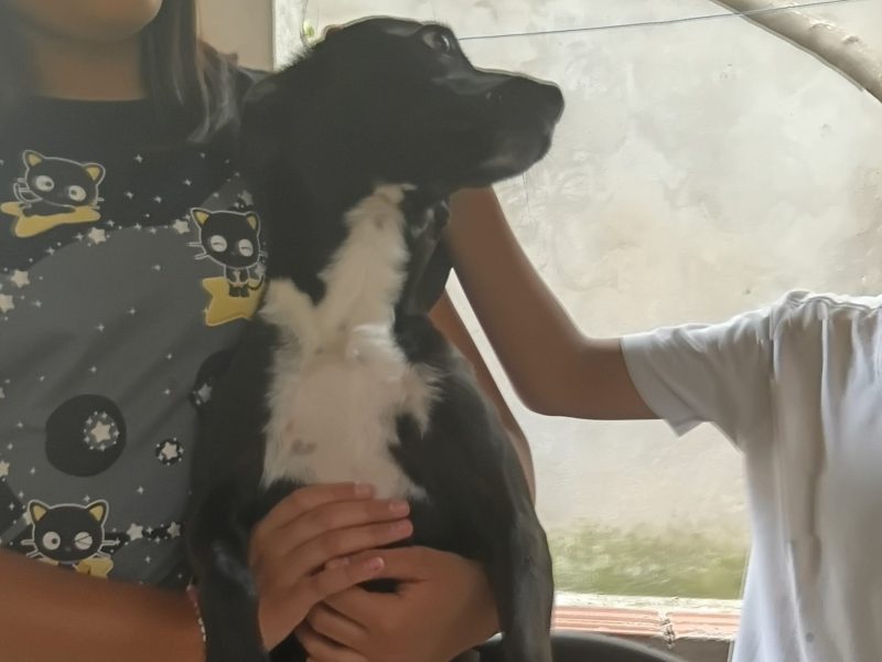 Nescau (Adoção Urgente)