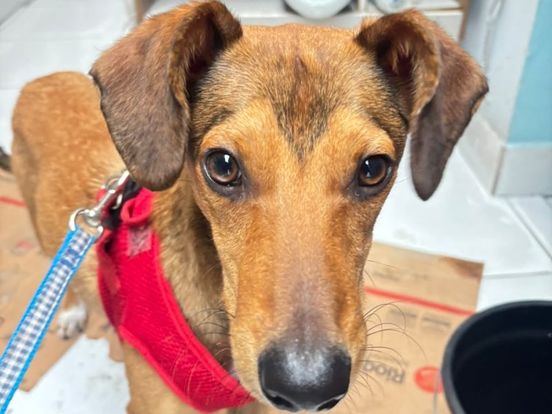 Dumbo (Adoção Urgente)
