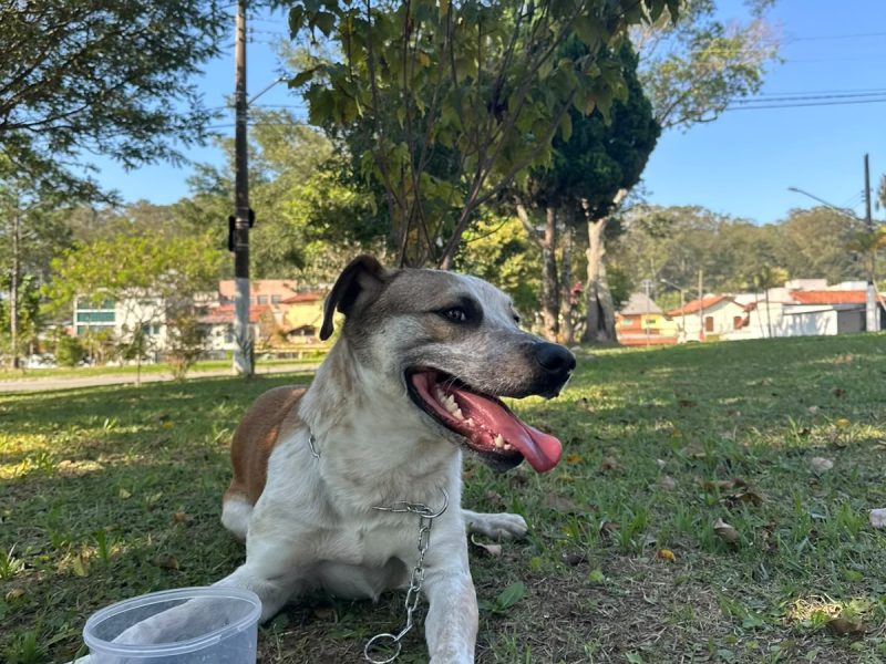 Chico (Adoção Urgente)