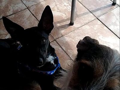 Frida e Jazz (Adoção Urgente)