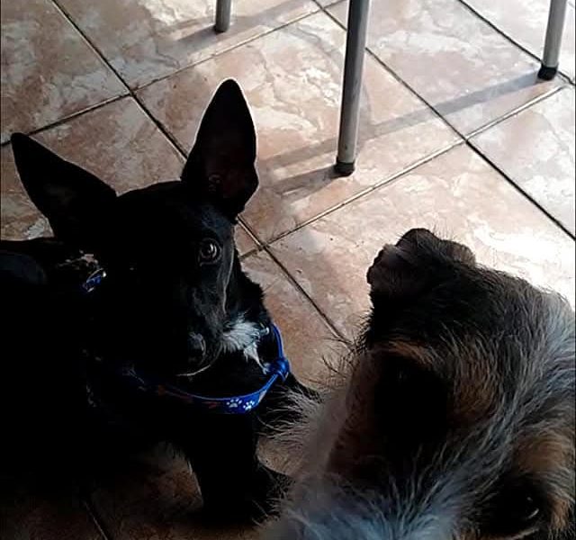 Frida e Jazz (Adoção Urgente)