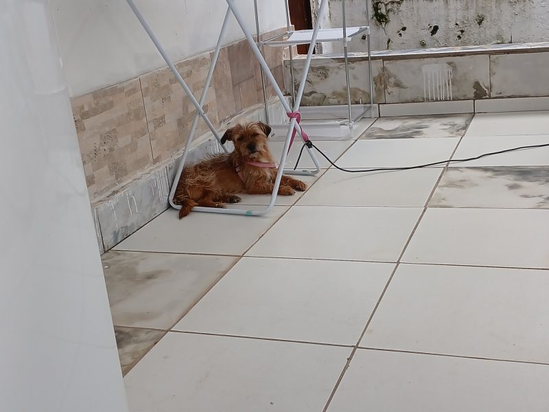 Luck (Adoção Urgente)