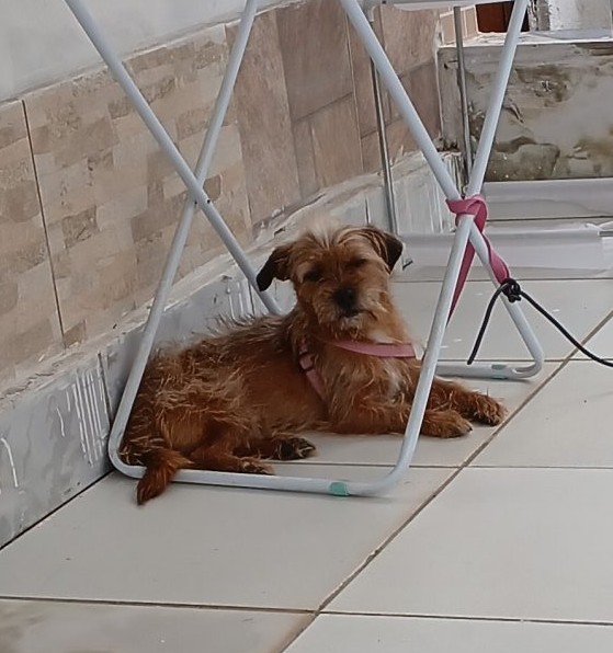 Luck (Adoção Urgente)