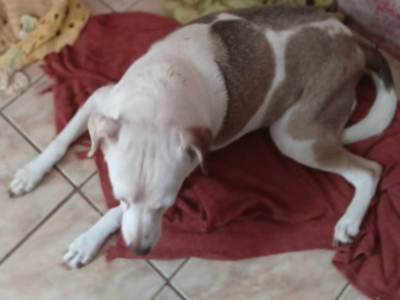 Maia (Adoção Urgente)