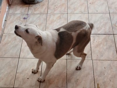 Maia (Adoção Urgente)