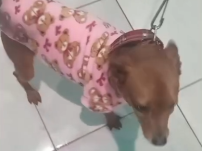 3 Cães (Adoção Urgente)