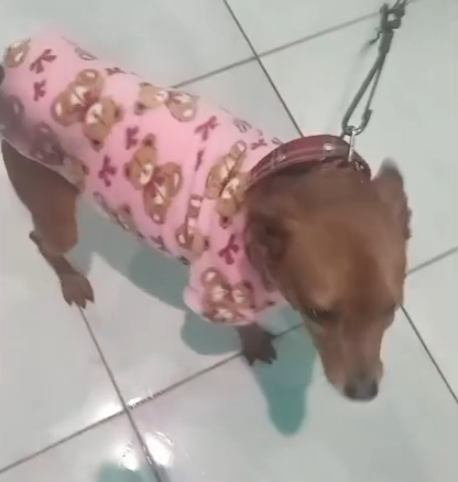 3 Cães (Adoção Urgente)