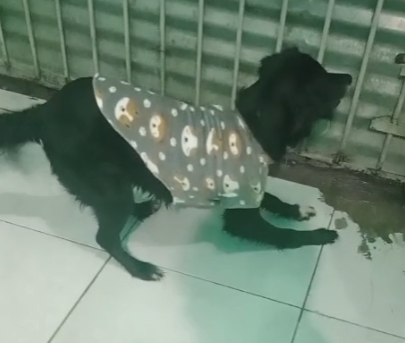 3 Cães (Adoção Urgente)