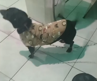 3 Cães (Adoção Urgente)