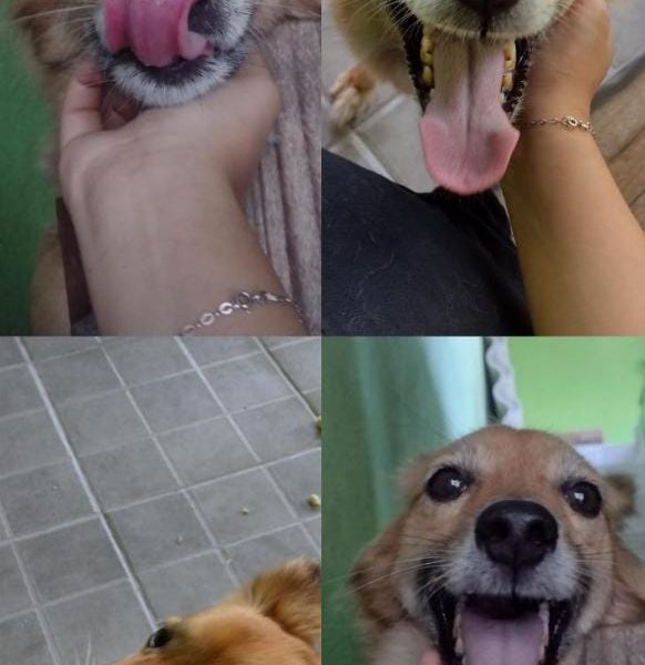 Jade (Adoção Urgente)