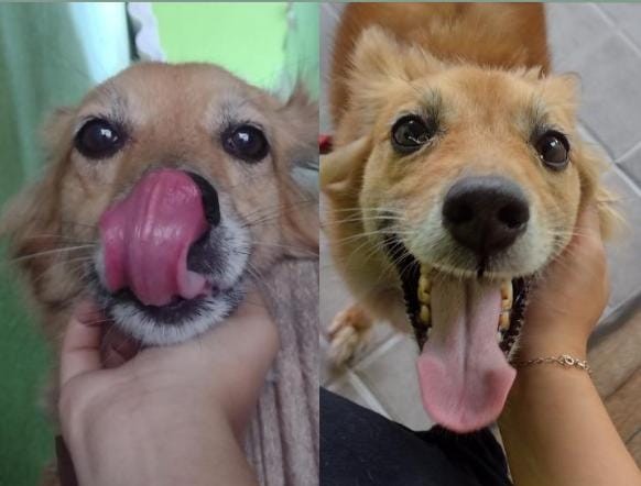 Jade (Adoção Urgente)