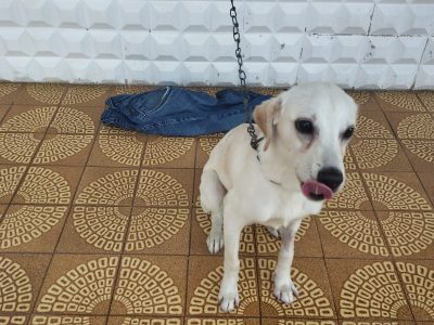 Golden (Adoção Urgente)