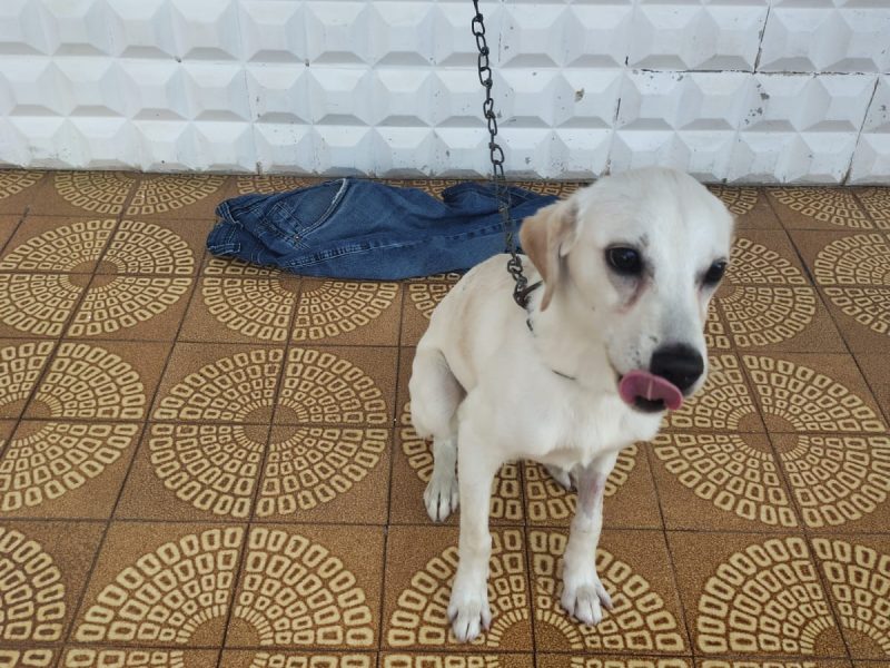 Golden (Adoção Urgente)