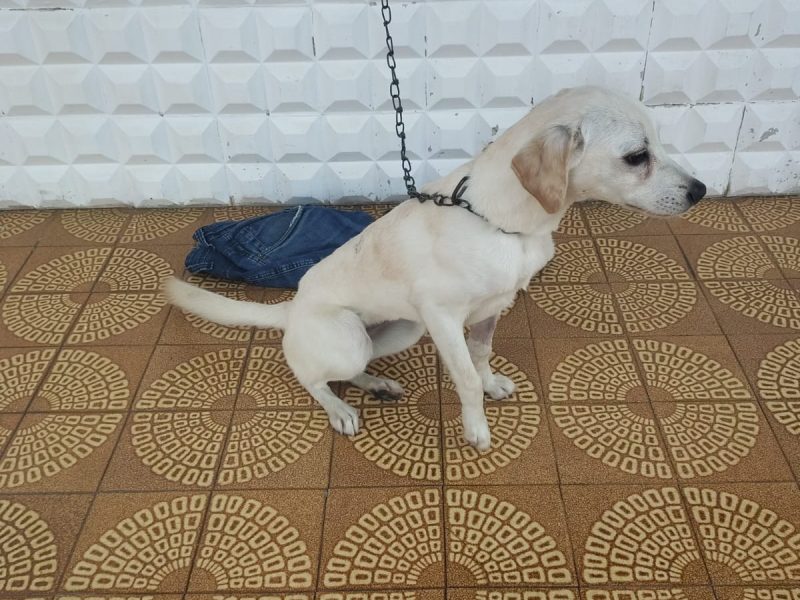Golden (Adoção Urgente)