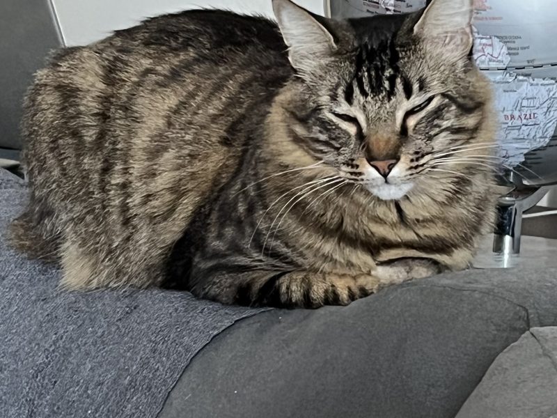 Luffy e Simba (Adoção Urgente)