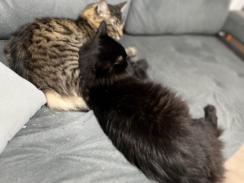 Luffy e Simba (Adoção Urgente)