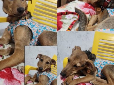 Lua (Adoção Urgente)