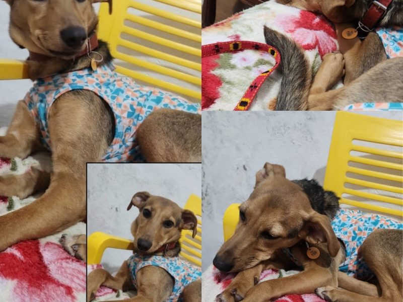 Lua (Adoção Urgente)