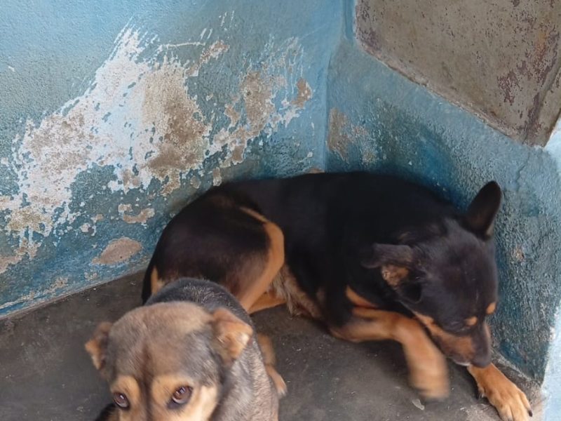 2 Cães (Adoção Urgente)
