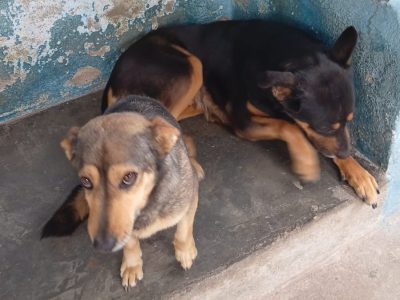 2 Cães (Adoção Urgente)