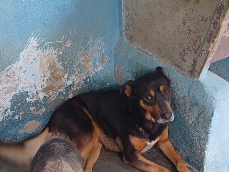 2 Cães (Adoção Urgente)