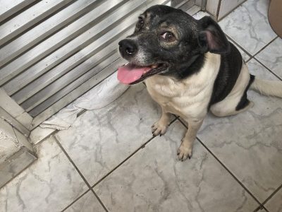 Porte P (Adoção Urgente)