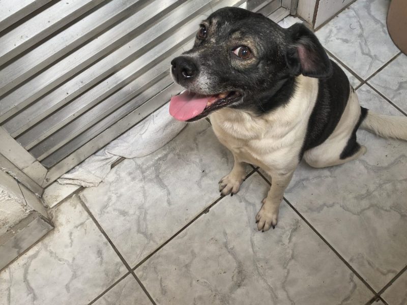 Porte P (Adoção Urgente)