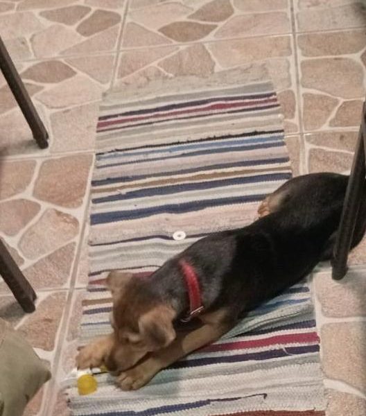 Lua (Adoção Urgente)