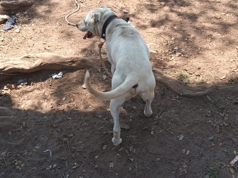 Willy (Adoção Urgente)