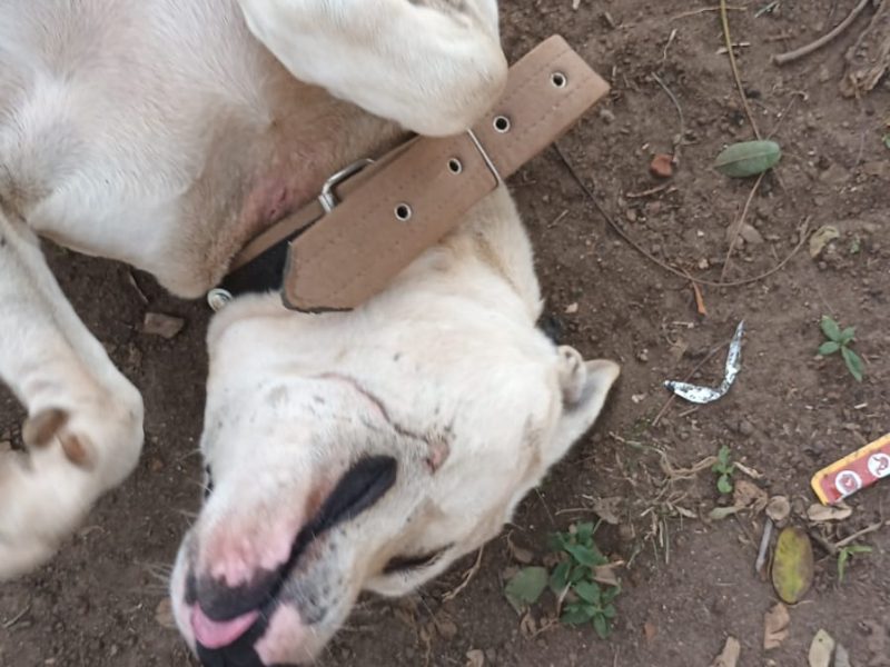 Willy (Adoção Urgente)