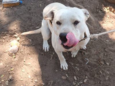 Willy (Adoção Urgente)