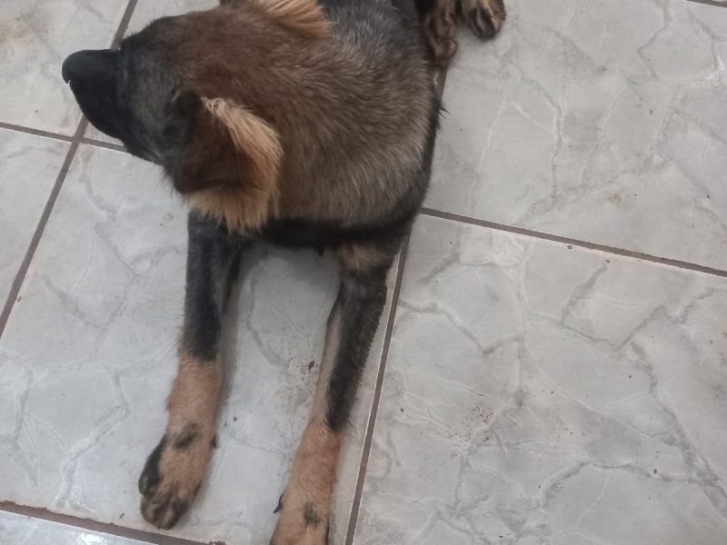 Porte M/G (Adoção Urgente)