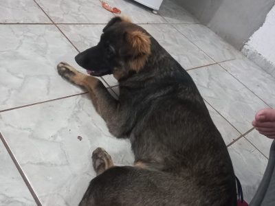 Porte M/G (Adoção Urgente)