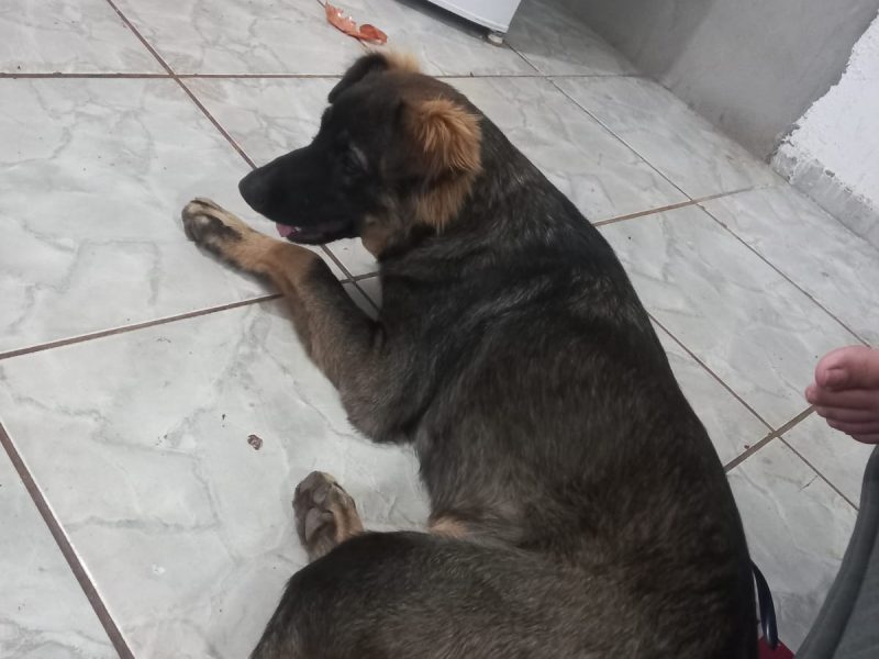 Porte M/G (Adoção Urgente)