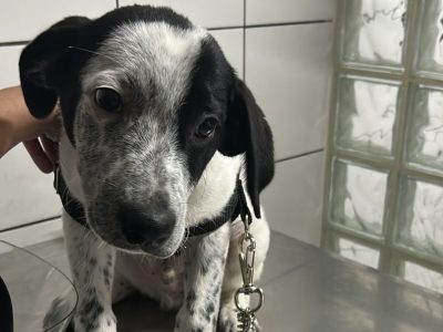 Filhote (Adoção Urgente)