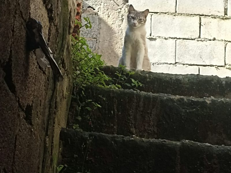 3 Gatos (Adoção Urgente)