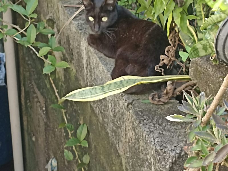 3 Gatos (Adoção Urgente)
