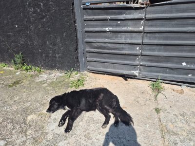 2 Cães (Adoção Urgente)