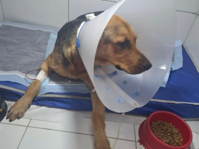 Grandona (Adoção Urgente)