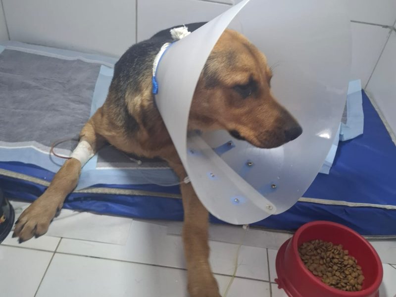 Grandona (Adoção Urgente)