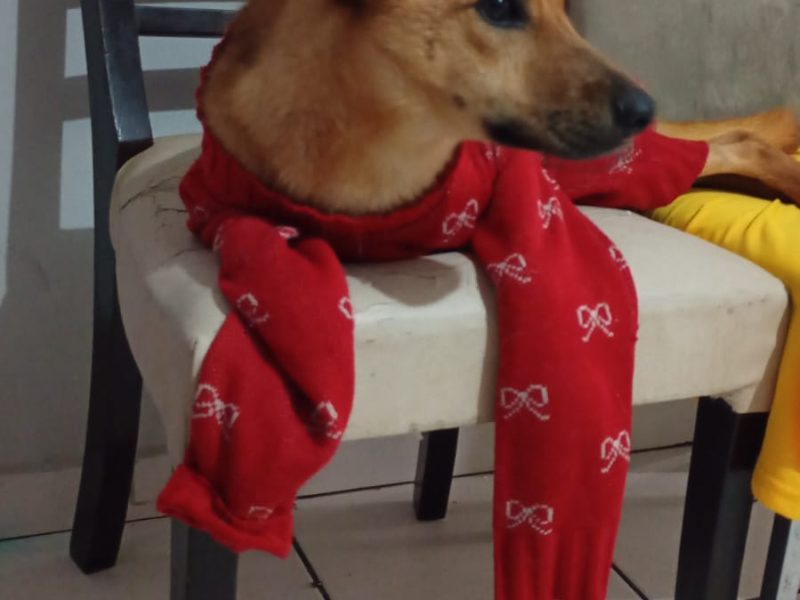 Lua (Adoção Urgente)