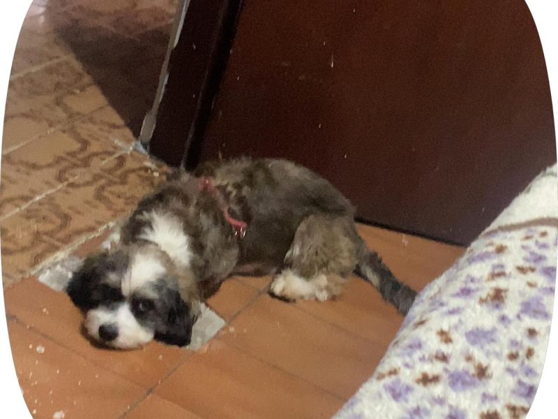 Bolt, Nina e Snopp (Adoção Urgente)