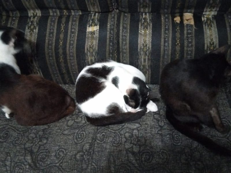 3 Gatos (Adoção Urgente)