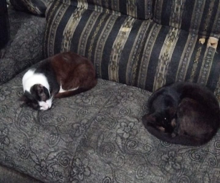 3 Gatos (Adoção Urgente)