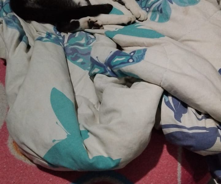 3 Gatos (Adoção Urgente)
